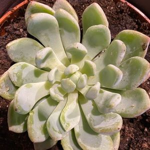 Meet your Posher, Joansie